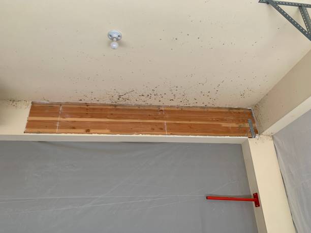 Best Mold Damage Restoration  in La Crescenta Montrose, CA