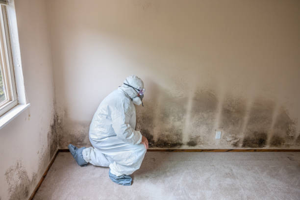 Best Post-Construction Mold Inspection  in La Crescenta Montrose, CA