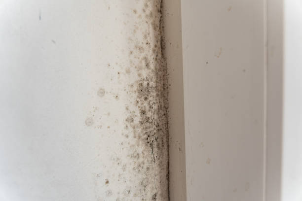 Biohazard Mold Removal in La Crescenta Montrose, CA