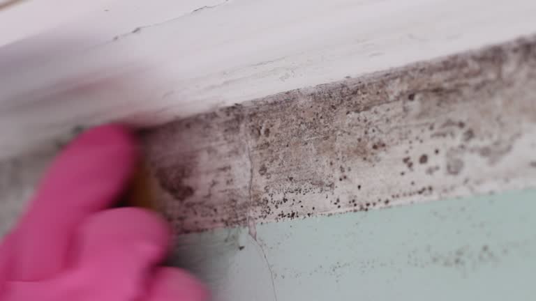 Best Basement Mold Removal  in La Crescenta Montrose, CA